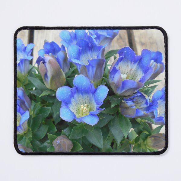 Item preview, Blue Gentian Flowers designed and sold by Floral-Art.