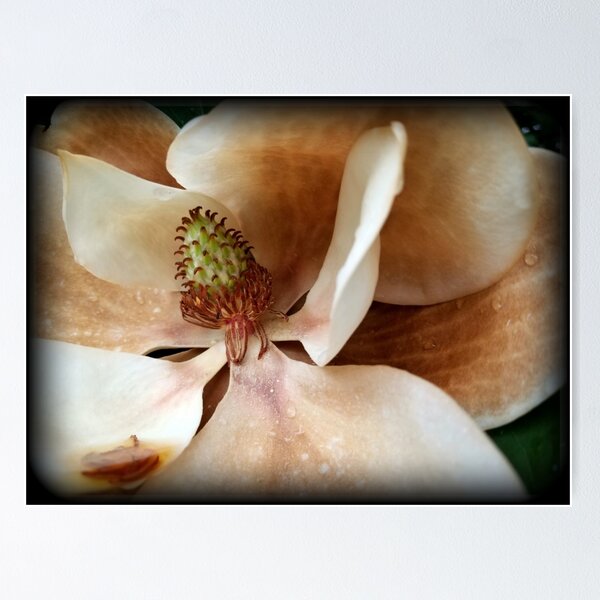 Item preview, photograph: huge flower of Southern Magnolia tree | full-color designed and sold by DigitalEurydice.