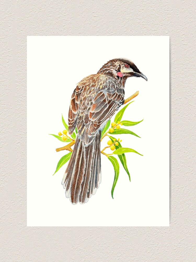 Red Wattlebird Print - Bird Illustration - selling Art Print