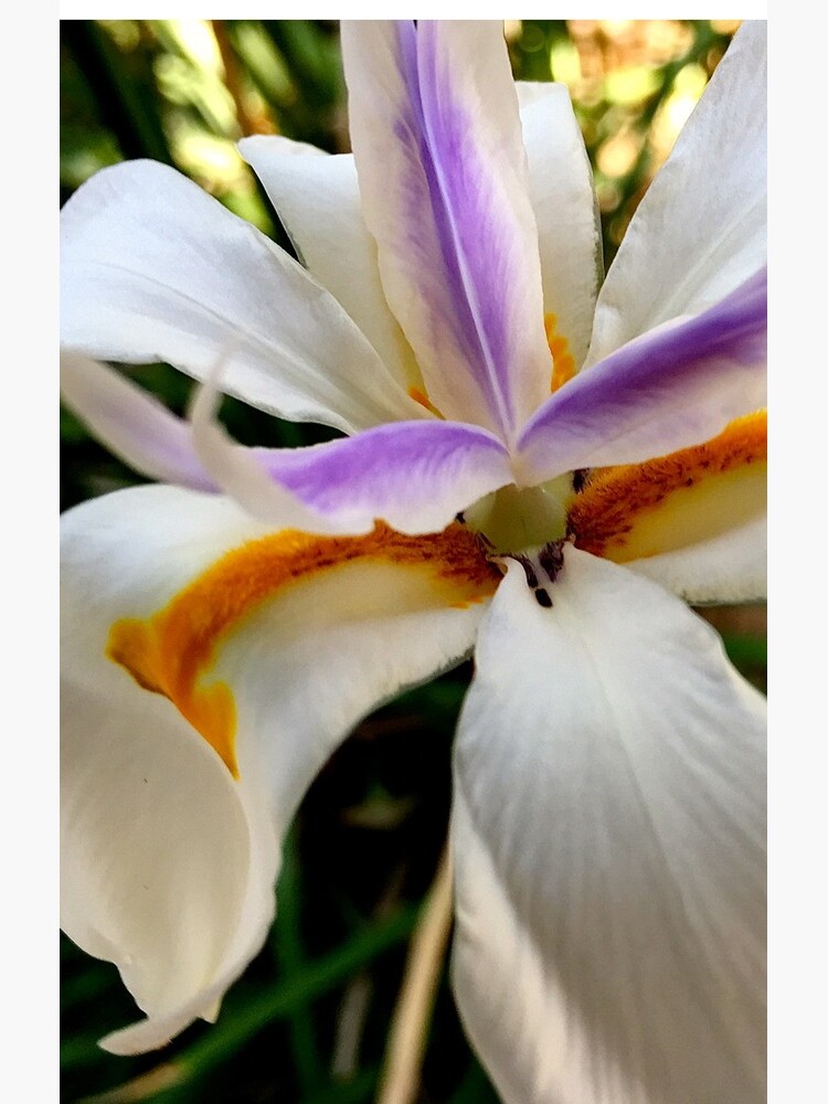 Fortnight Lily (Dietes) from A Gardener's Notebook by douglasewelch