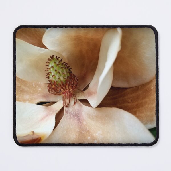 Item preview, photograph: huge flower of Southern Magnolia tree | full-color designed and sold by DigitalEurydice.