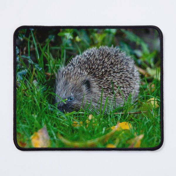 Item preview, Mrs Prickles the hedgehog looking in the grass designed and sold by Dalyndigital Photography.