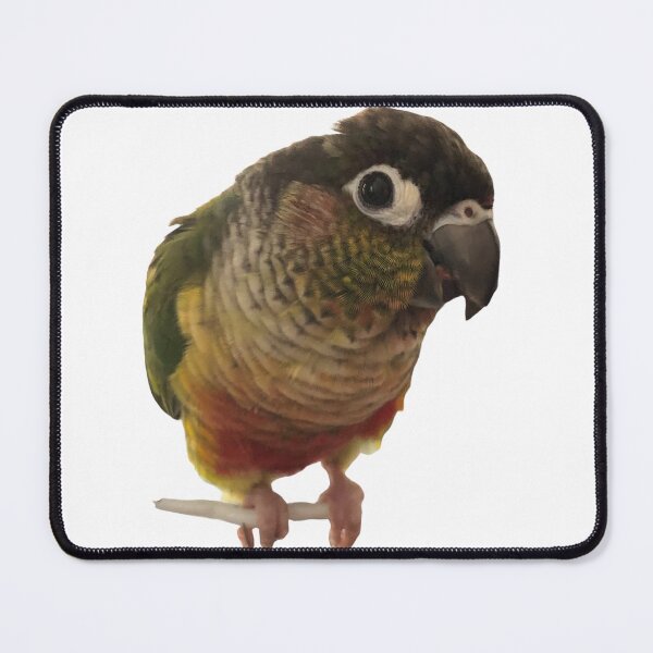Item preview, Green Cheek Conure design | Conure | Small Parrot | Parakeet | Parrot lover designed and sold by TatianaLG.