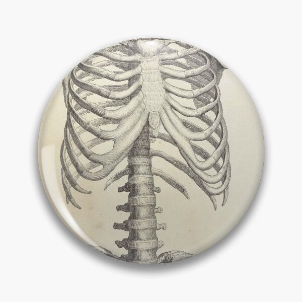 Item preview, human anatomy spinal cord and rib joint | Thoracic Vertebrae and the Rib Cage designed and sold by KARTICK DUTTA.