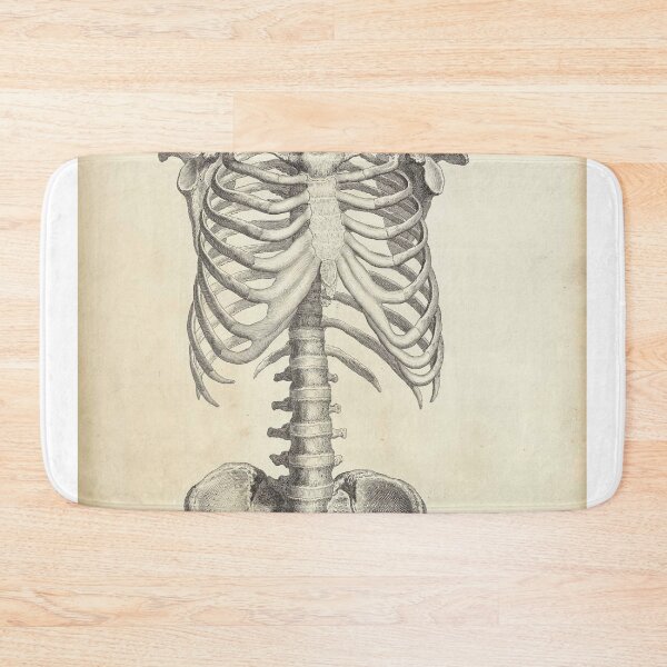 Item preview, human anatomy spinal cord and rib joint | Thoracic Vertebrae and the Rib Cage designed and sold by KARTICK DUTTA.