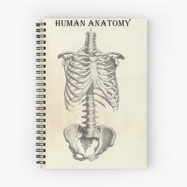 Item preview, human anatomy spinal cord and rib joint | Thoracic Vertebrae and the Rib Cage designed and sold by KARTICK DUTTA.