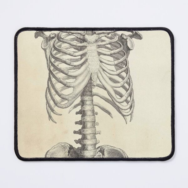 Item preview, human anatomy spinal cord and rib joint | Thoracic Vertebrae and the Rib Cage designed and sold by KARTICK DUTTA.