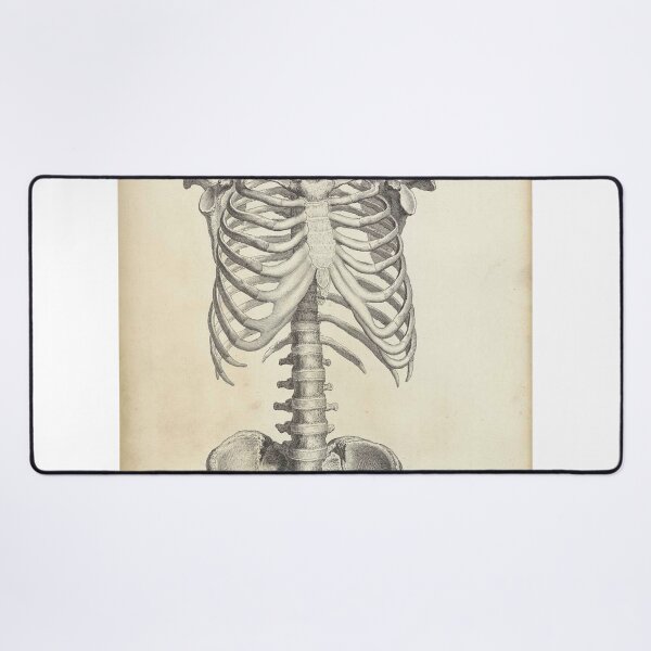 Item preview, human anatomy spinal cord and rib joint | Thoracic Vertebrae and the Rib Cage designed and sold by KARTICK DUTTA.