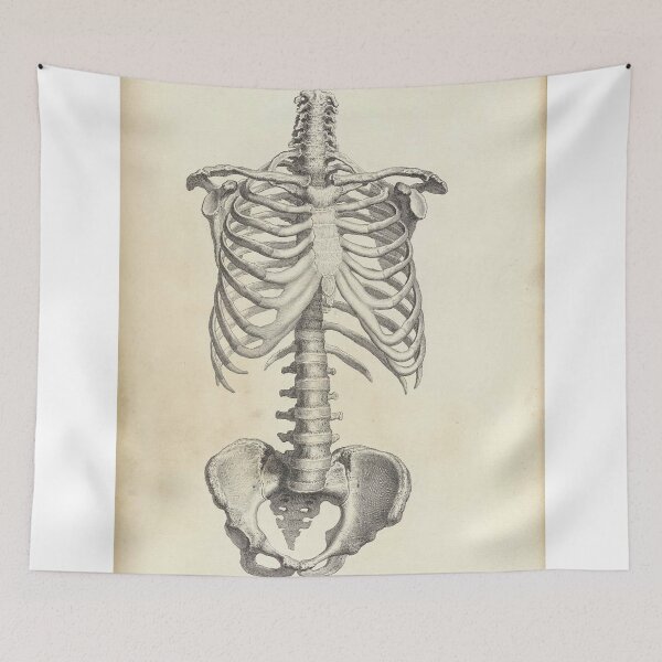 Item preview, human anatomy spinal cord and rib joint | Thoracic Vertebrae and the Rib Cage designed and sold by KARTICK DUTTA.