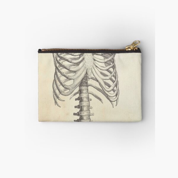 Item preview, human anatomy spinal cord and rib joint | Thoracic Vertebrae and the Rib Cage designed and sold by KARTICK DUTTA.