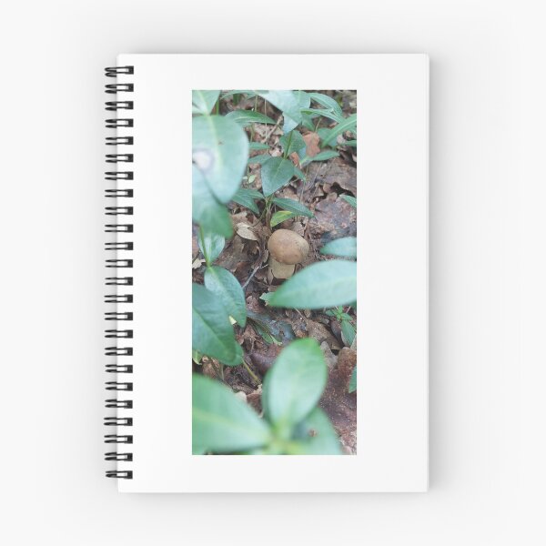 Item preview, Fungus, Boletus, Hrib, Ciuperci  designed and sold by marcelcluj.