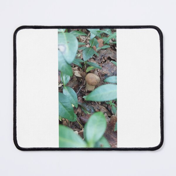 Item preview, Fungus, Boletus, Hrib, Ciuperci designed and sold by marcelcluj.