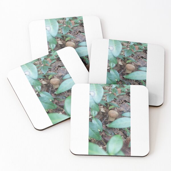 Item preview, Fungus, Boletus, Hrib, Ciuperci  designed and sold by marcelcluj.