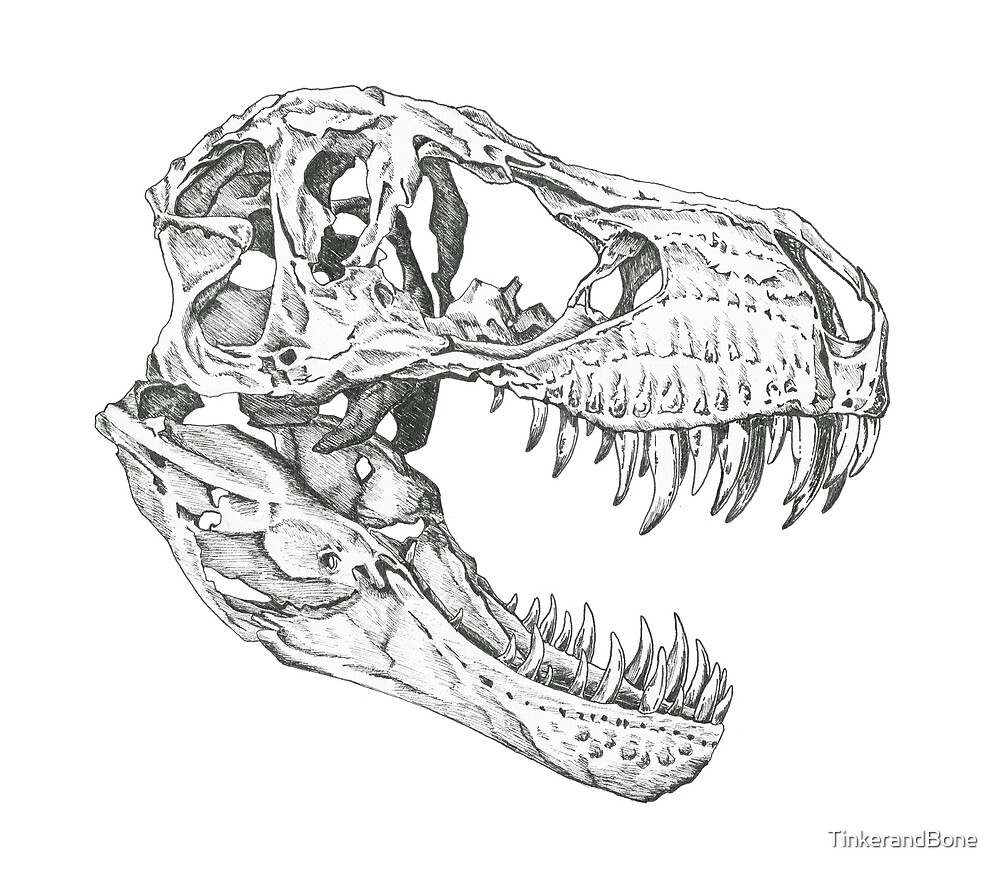 t rex skull drawing simple