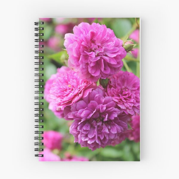 Item preview, Perfectly Pink Roses designed and sold by Southern  Departure.