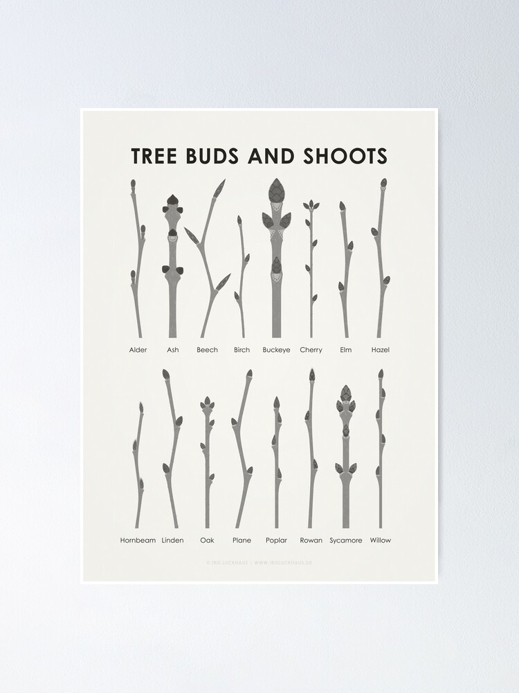 Identification Chart, Leaves of Trees and Shrubs – Iris Luckhaus