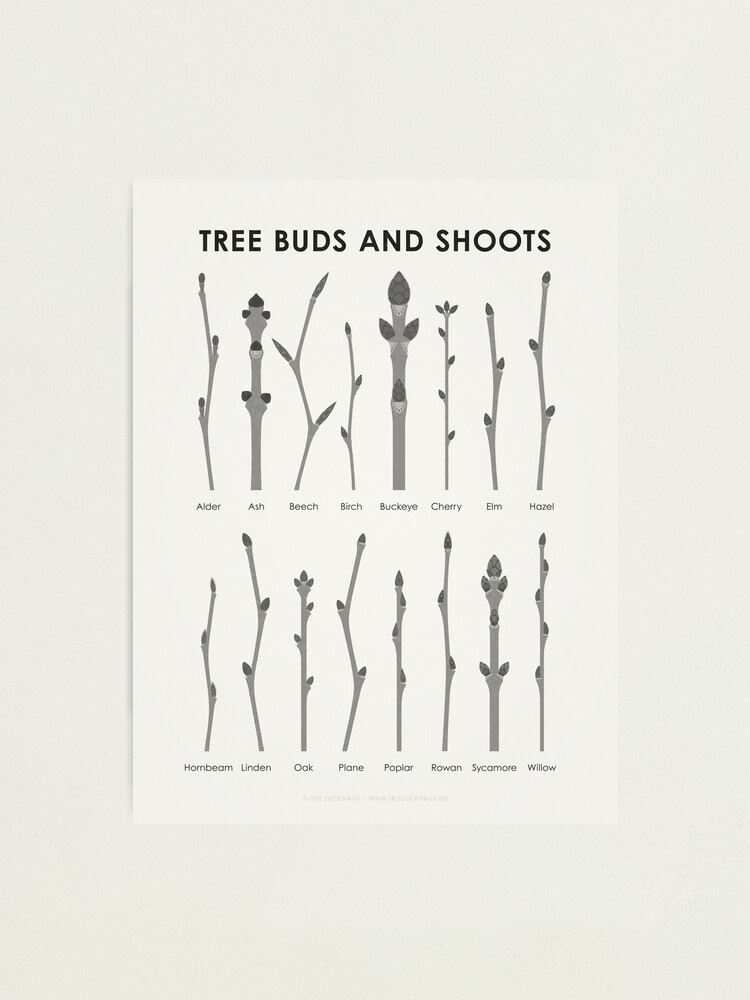 Tree Shoots Identification ID Chart" Photographic Print for