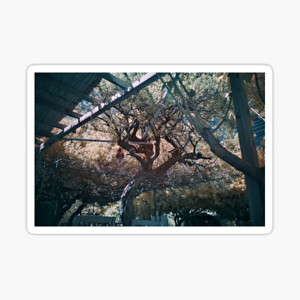 Tree and Shadows Sticker