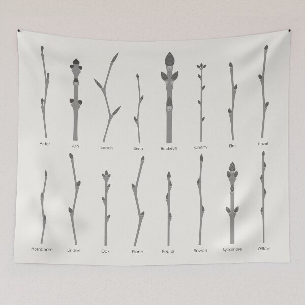 Item preview, Common Tree Shoots Identification ID Chart designed and sold by Iris Luckhaus.
