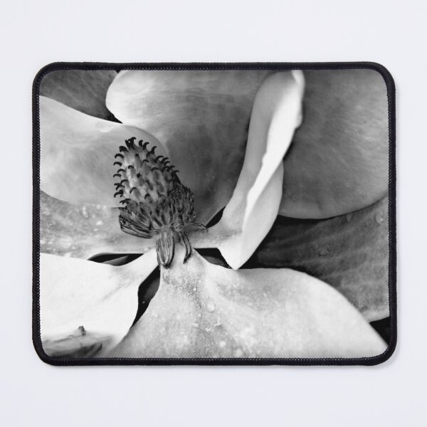 Item preview, photograph: huge flower of Southern Magnolia tree | black and white designed and sold by DigitalEurydice.