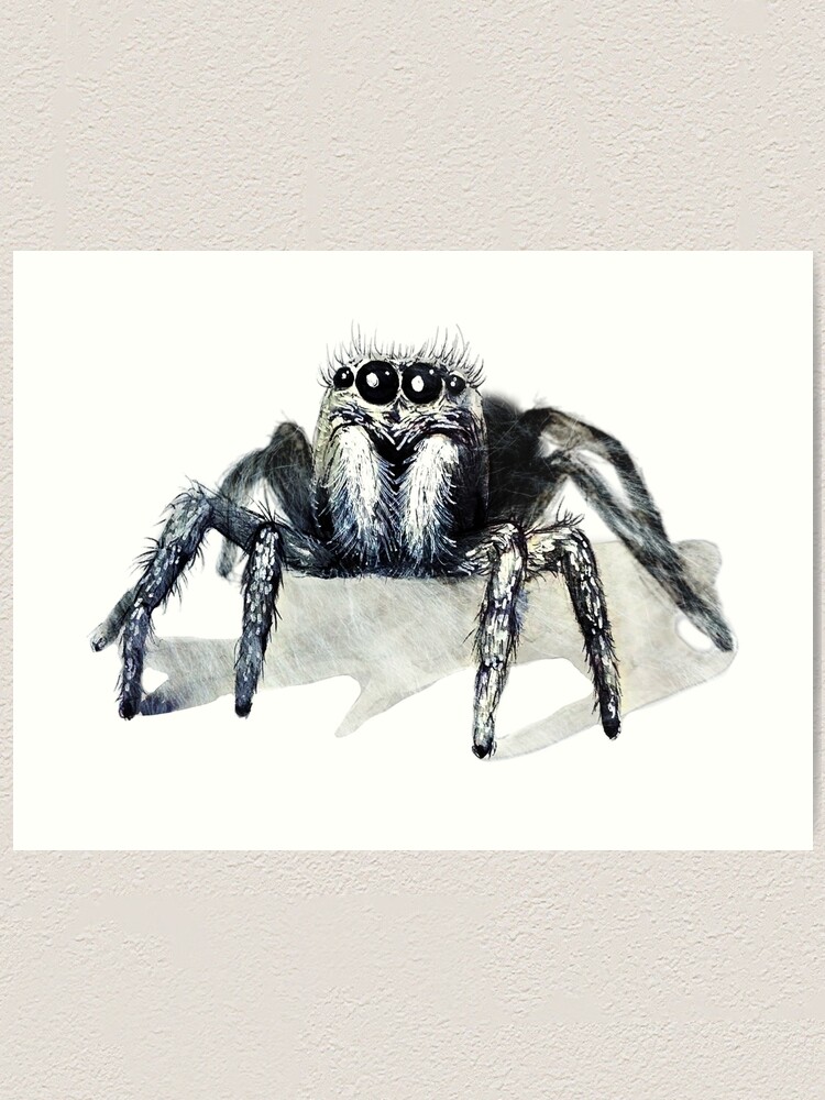 Jumping spider art print / spider artwork by Skee Goedhart / insect limited edition giclee / kid's room art / hairy deals bug with big eyes