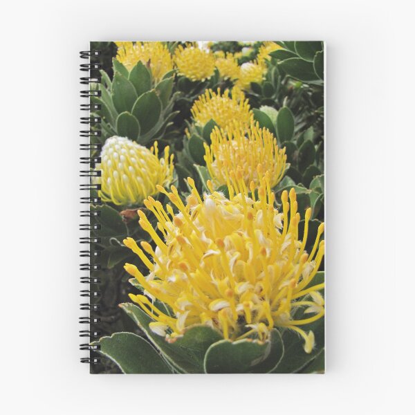 Item preview, Leucospermum: beautiful yellow Pincushion Protea designed and sold by BiodiversityRocks.