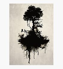 Last Tree Standing Photographic Print