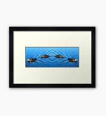 Tranquil Ducks Framed Print
