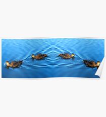 Tranquil Ducks Poster