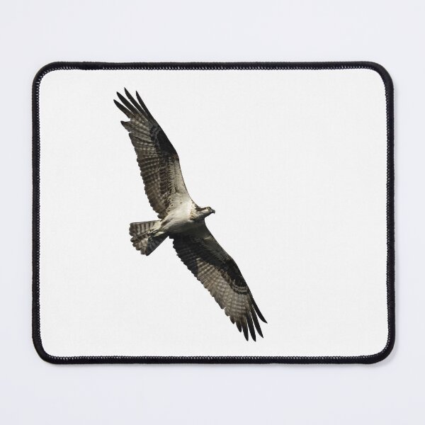 Item preview, Isolated Osprey 2022-1 designed and sold by Thomasyoung.