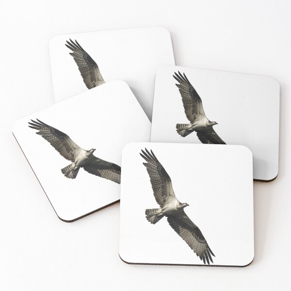 Item preview, Isolated Osprey 2022-1 designed and sold by Thomasyoung.