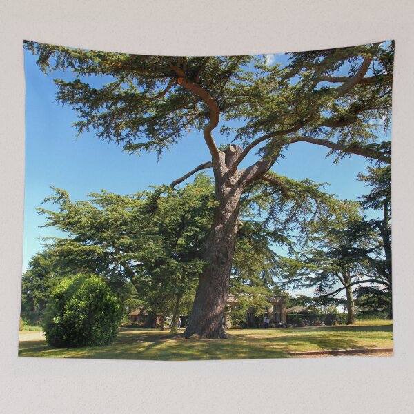 Item preview, Cedar Tree designed and sold by JohnDalkin.