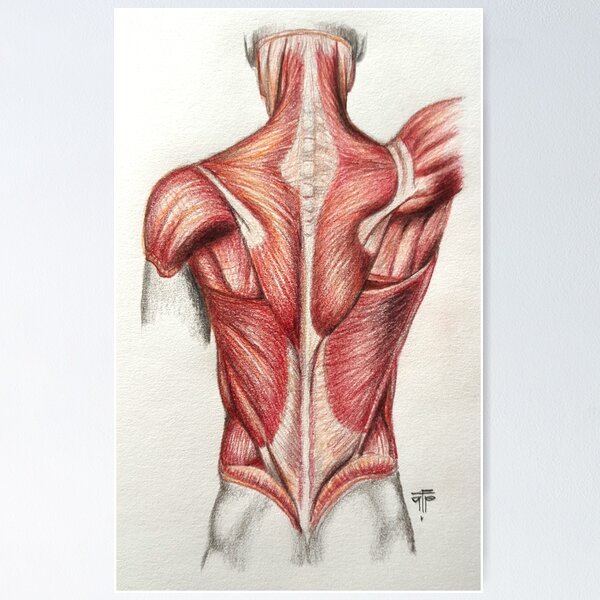 Póster de esqueleto, gráfico de anatomía del cuerpo humano 