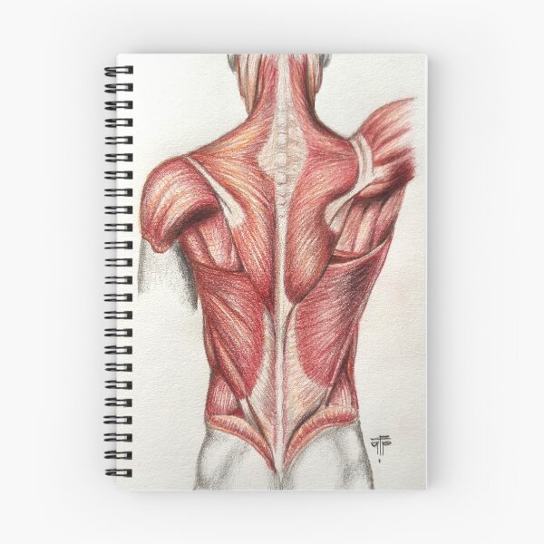 Item preview, anatomy designed and sold by Tereza Pilar  Art.