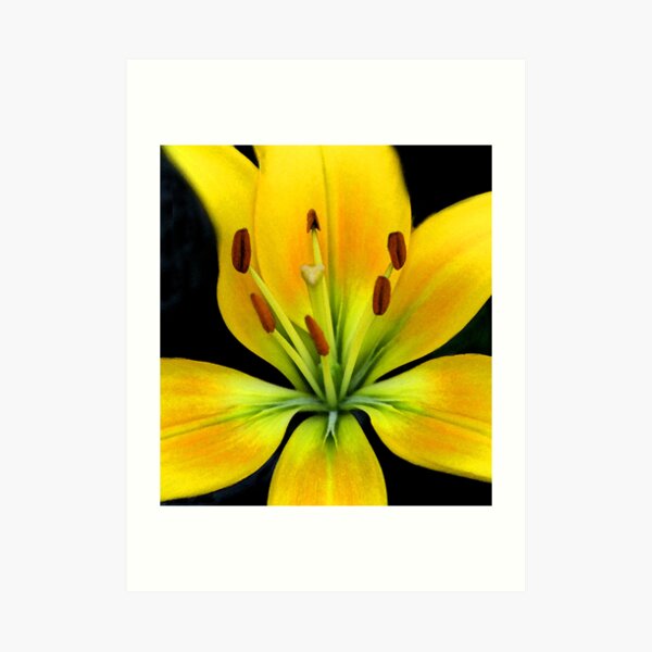 Lily in Watercolor Art Print