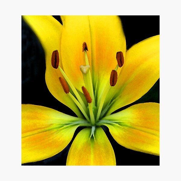 Lily in Watercolor Photographic Print