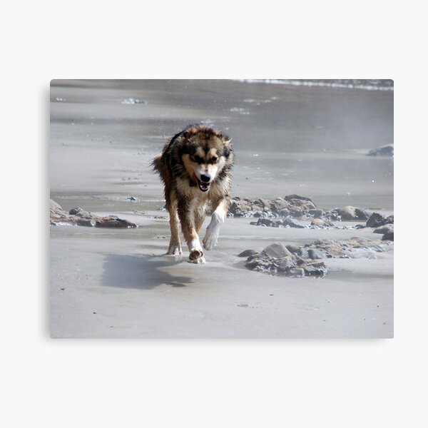 Beach Run Canvas Print