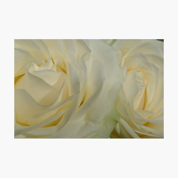 Item preview, Roses designed and sold by Ciaran O'Hagan.