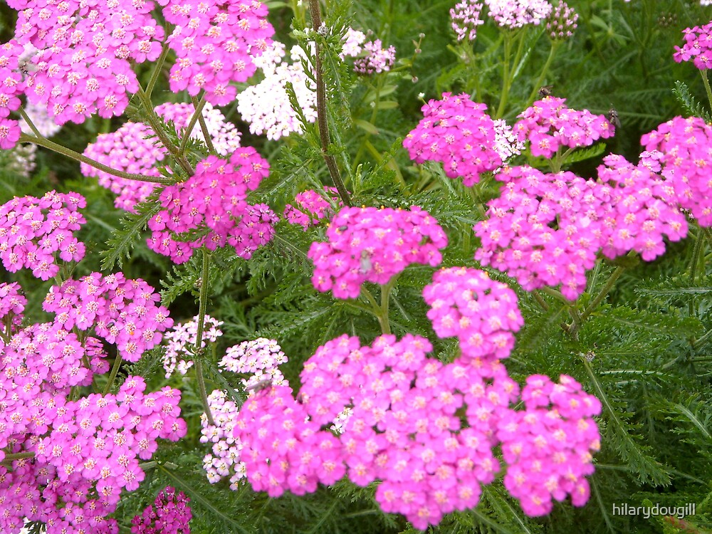 Image result for image of pink yarrow