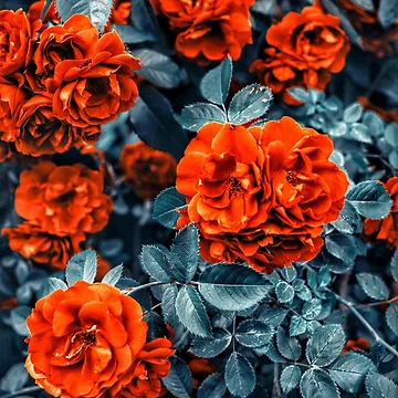 Artwork thumbnail, Red Roses by Rjaydesigns-