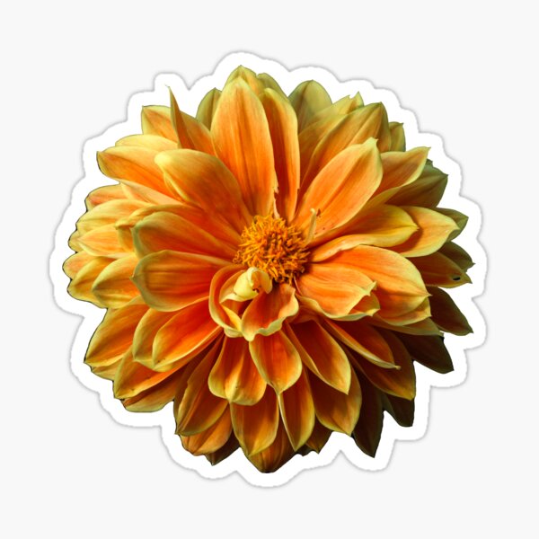 Item preview, Yellow and Orange Dahlia designed and sold by jillianbutolphphoto.