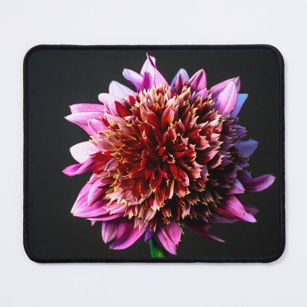 Item preview, Mambo Dahlia Still LIfe designed and sold by jillianbutolphphoto.