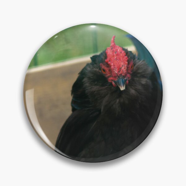 Item preview, black chicken designed and sold by Francespoppy.