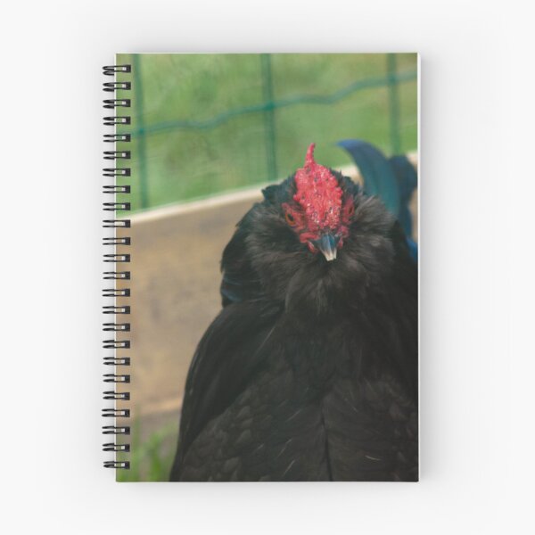 Item preview, black chicken designed and sold by Francespoppy.
