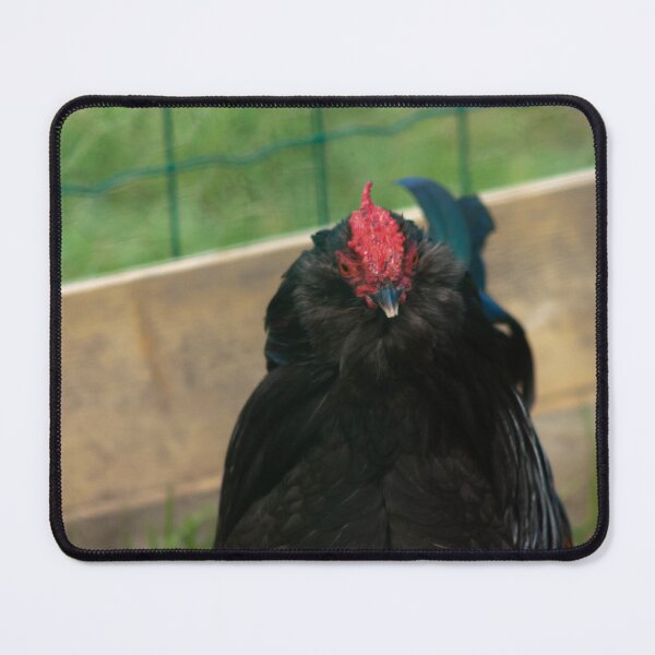 Item preview, black chicken designed and sold by Francespoppy.