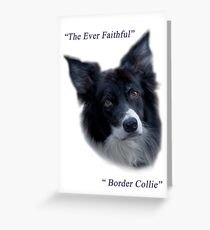 The Ever Faithful Border Collie Greeting Card