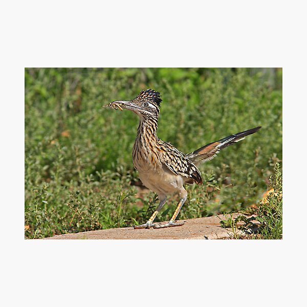 Item preview, Greater Roadrunner designed and sold by tomryan.