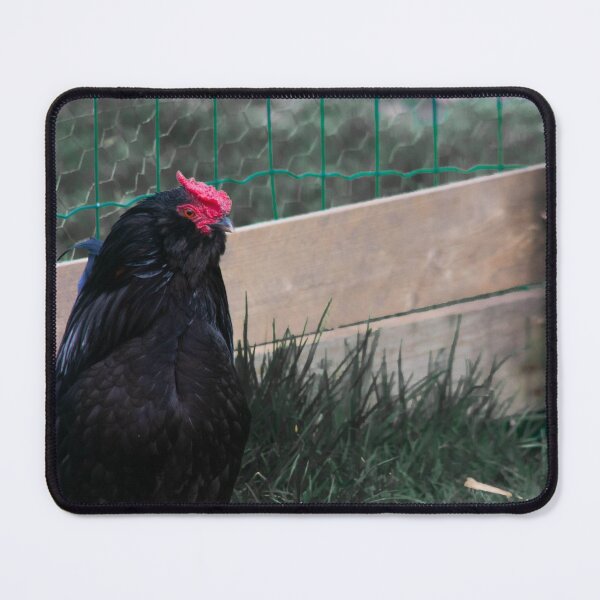 Item preview, black chicken designed and sold by Francespoppy.