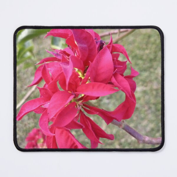 Item preview, Christmas flower designed and sold by MusondaNancy.