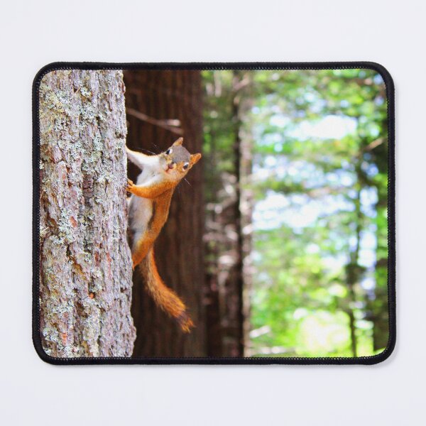 Item preview, ANIMALS #76 - Curious Squirrel Hanging from Tree designed and sold by DEL-Productions.